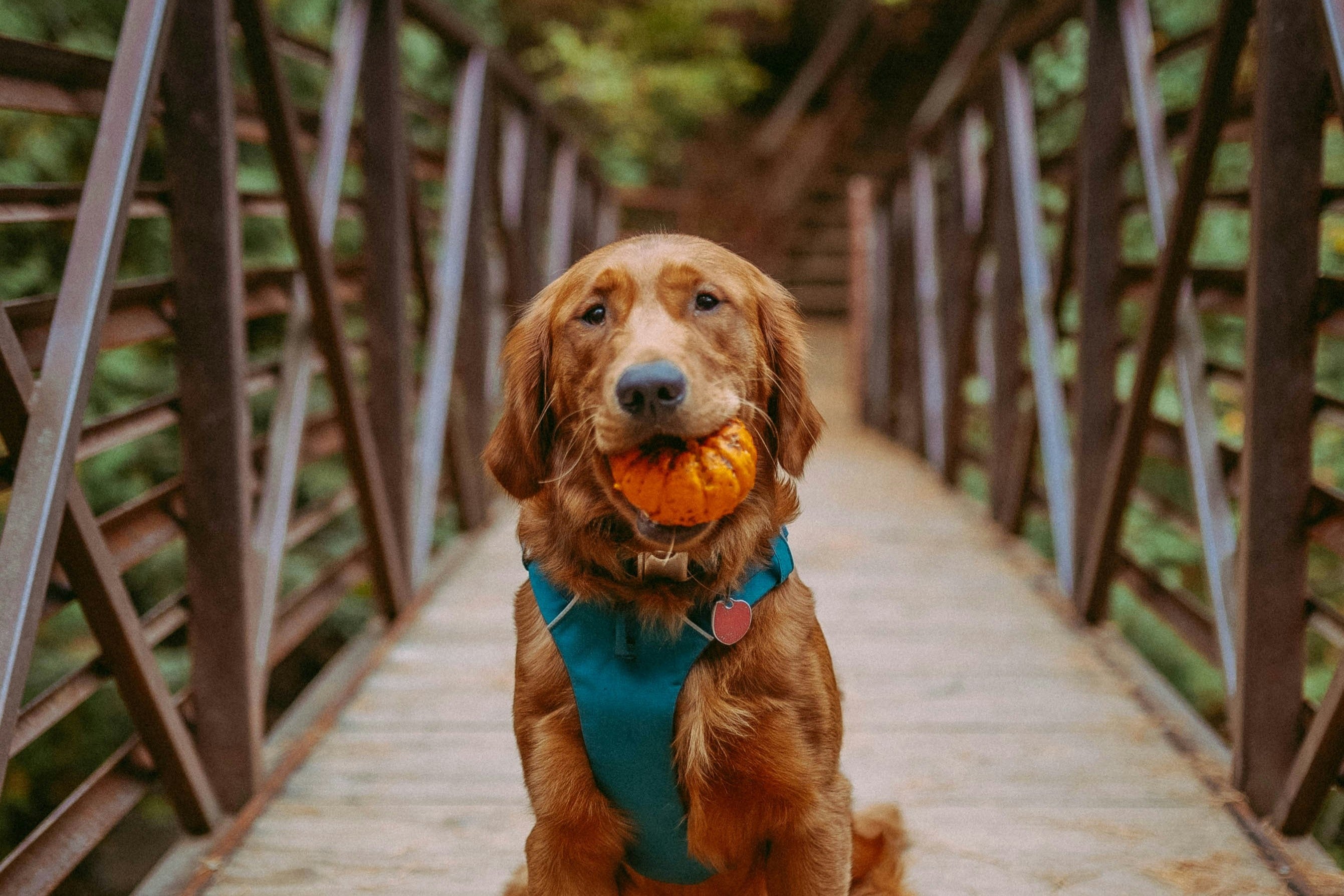 Dog with pumpkin in mouth
