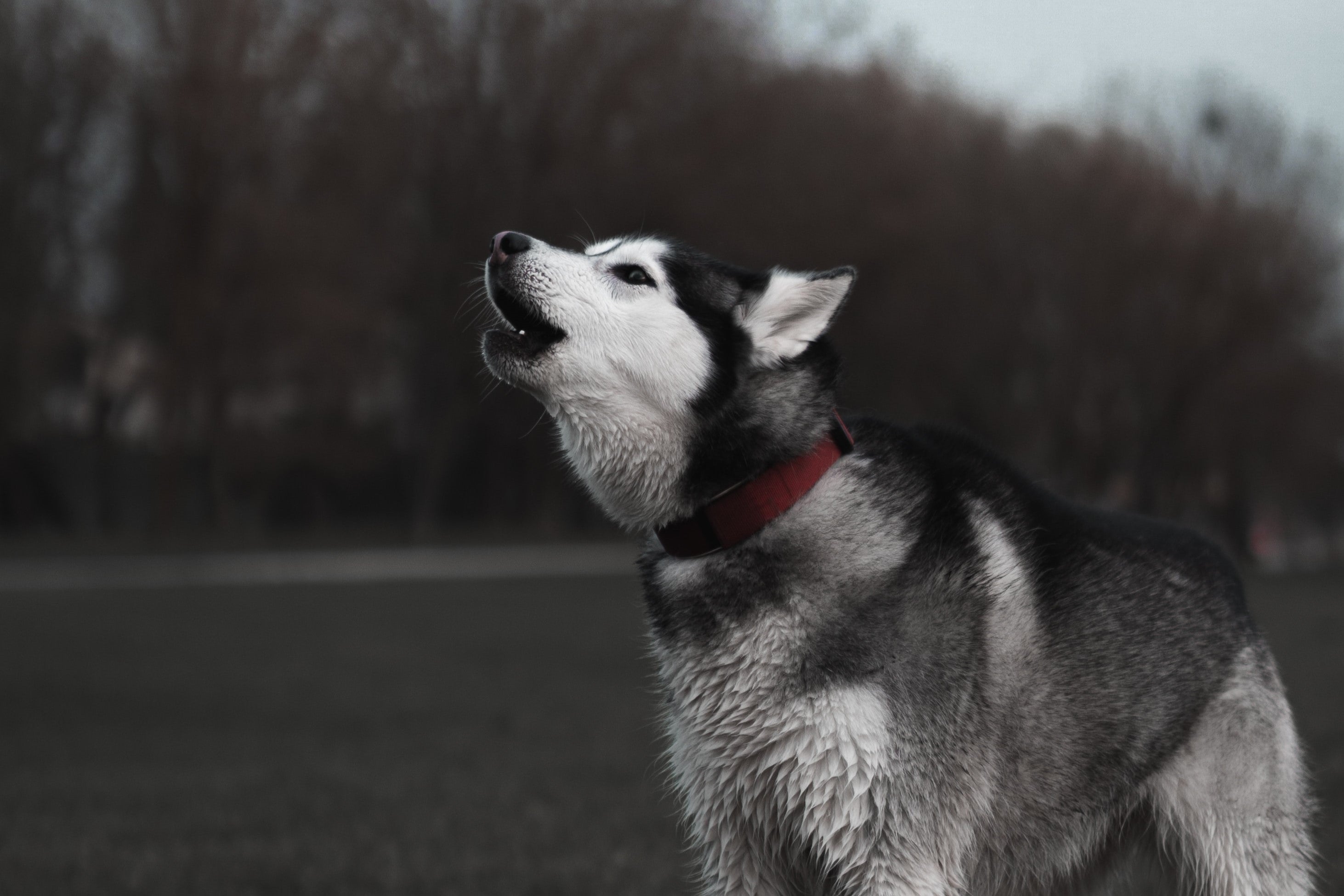 How to Stop a Dog from Barking at Other Dogs