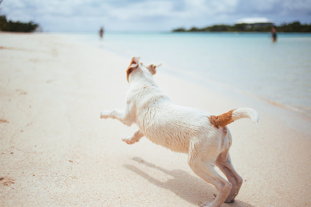How to Cool Down a Dog in Summer