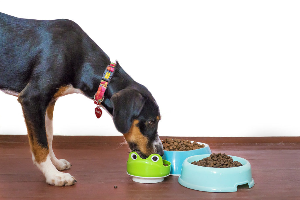 Is Your Dog Overweight?