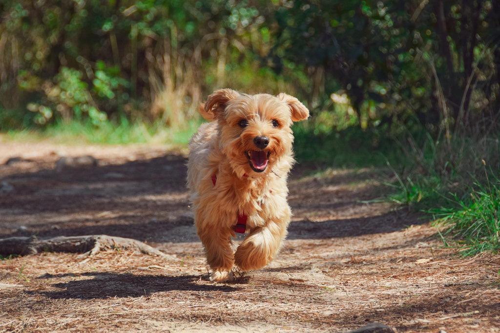Pancreatitis in Dogs