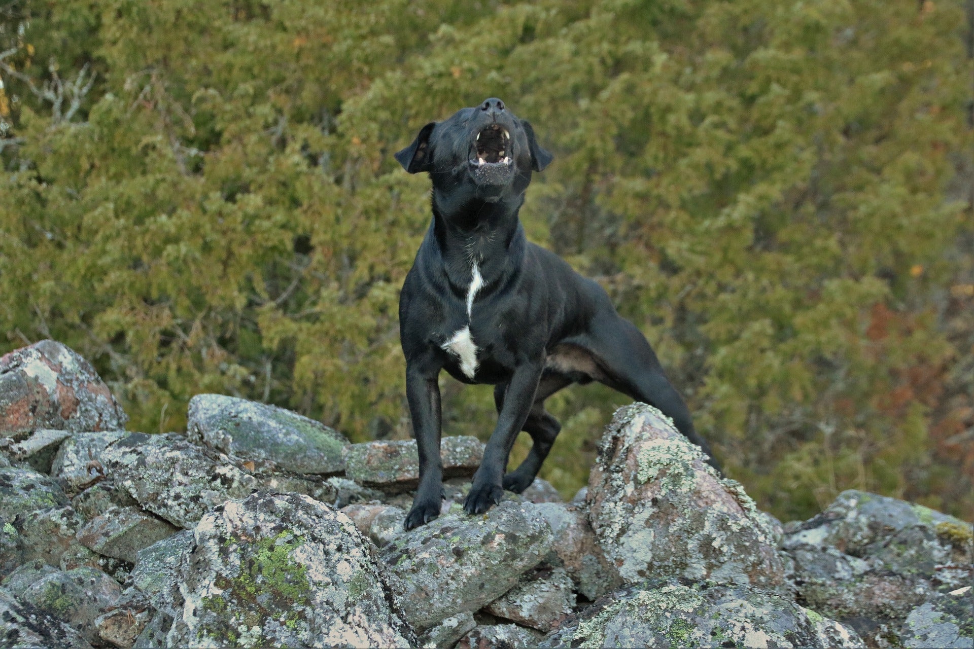 How to Stop a Dog from Barking | Excessive Barking