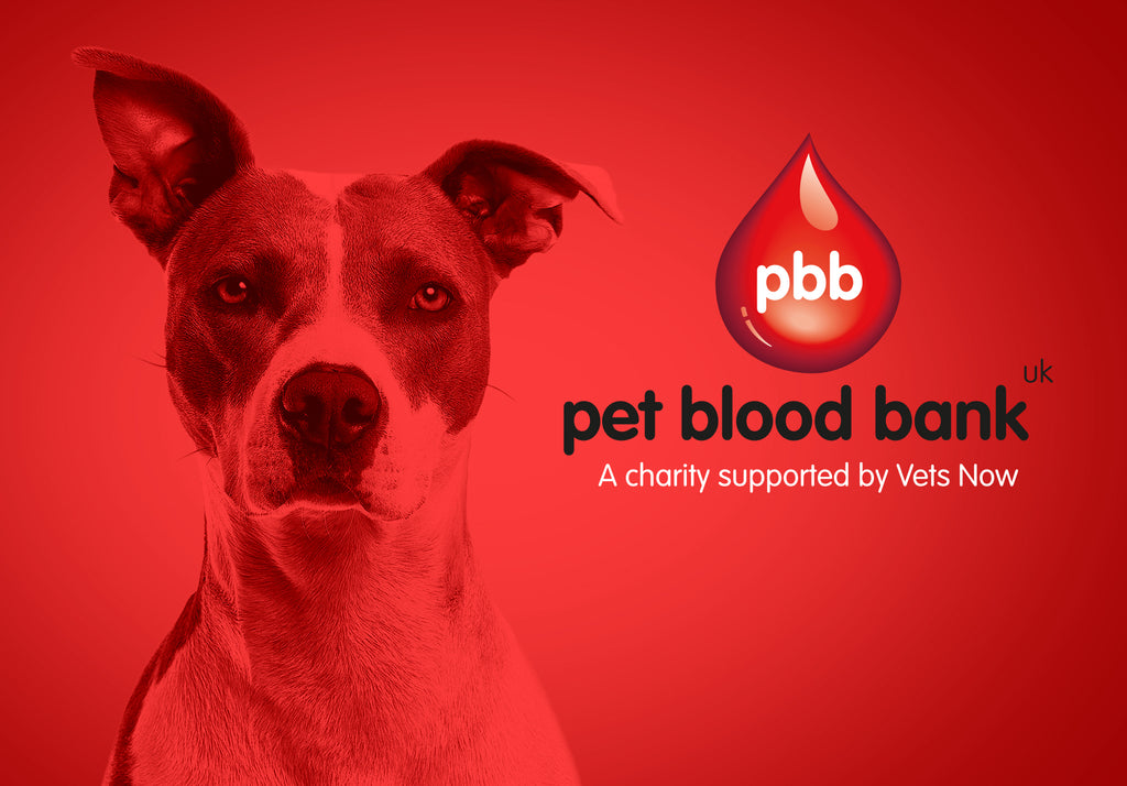 Dog Blood Donation | Your Dog Can Be A Lifesaver!
