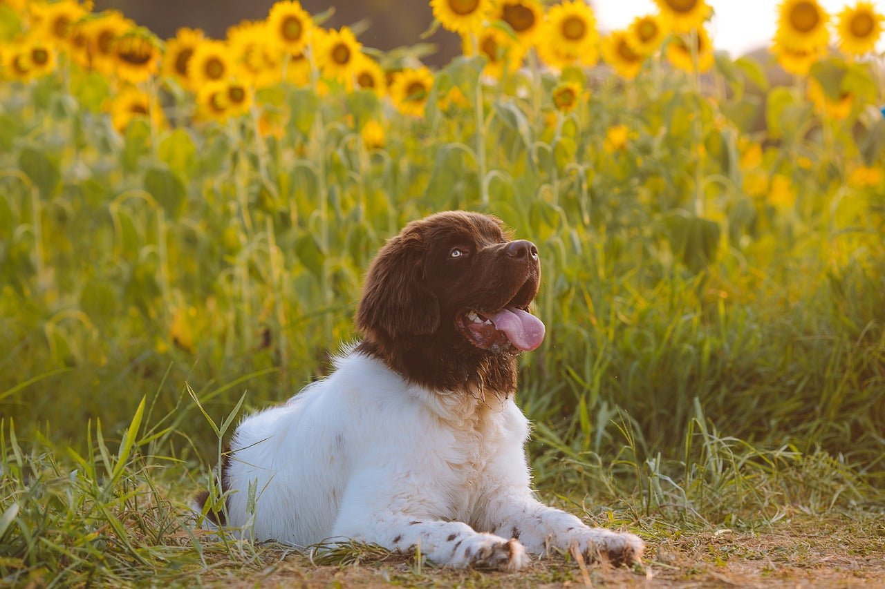 Plants Poisonous to Dogs | Toxic Plants in Your Garden - Skipper's Pet Products