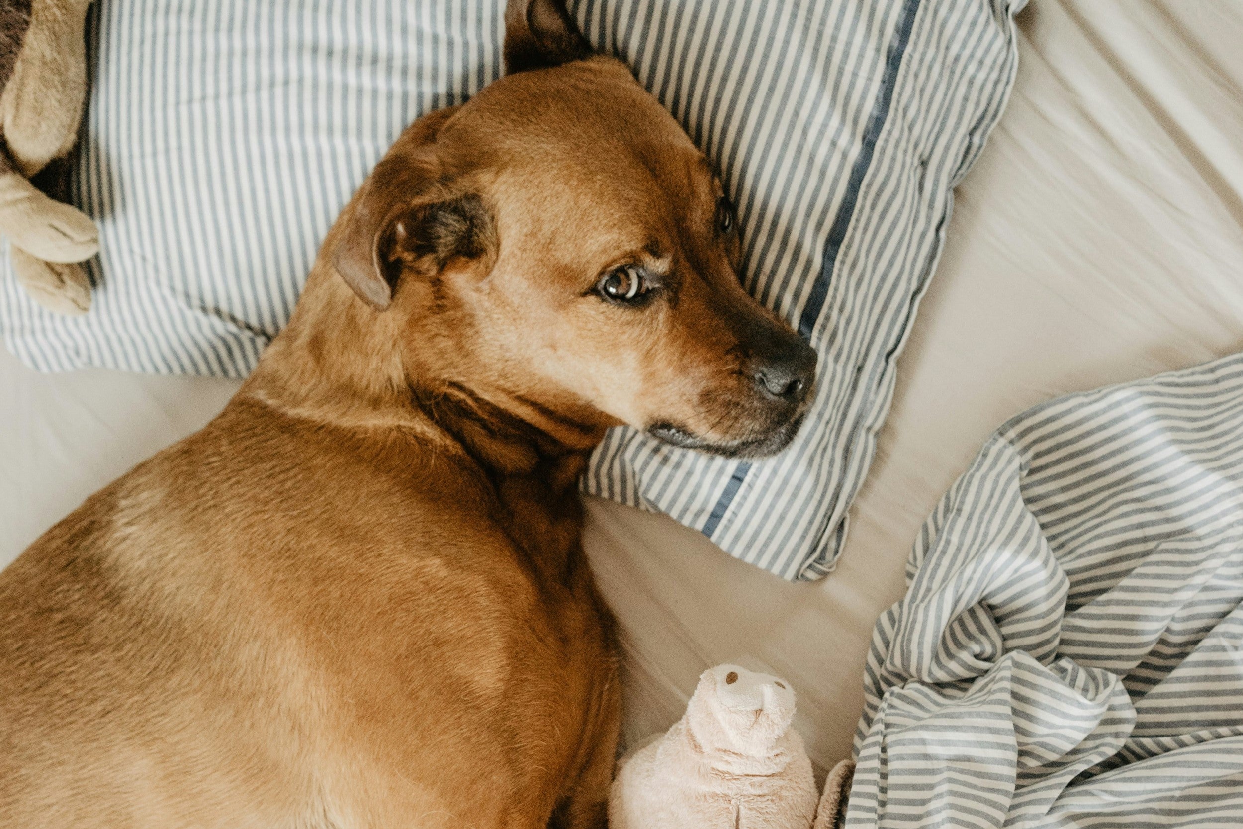 Can Dogs Eat Chocolate?