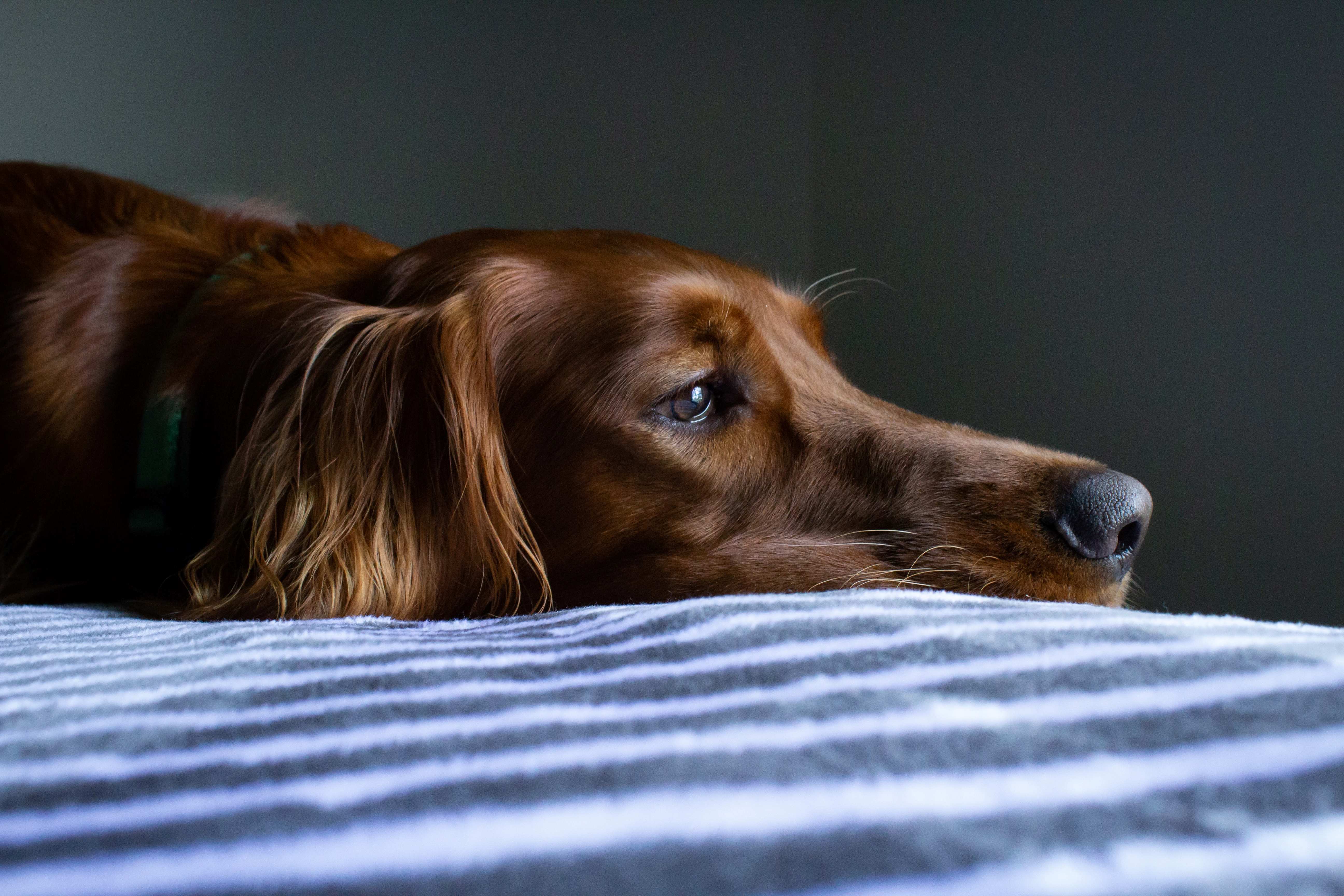 Sad dog looking in the distance