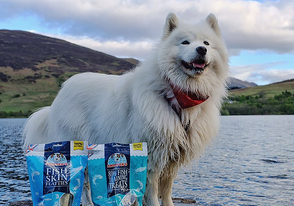 Customer Focus: Sally The Samoyed