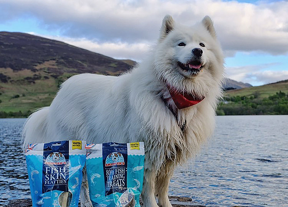 Customer Focus: Sally The Samoyed