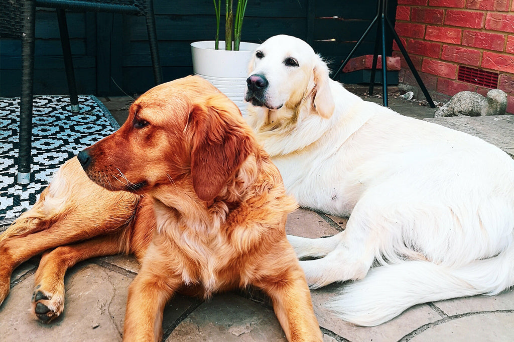 Vikki Patis: A relatable journey as a new dog parent
