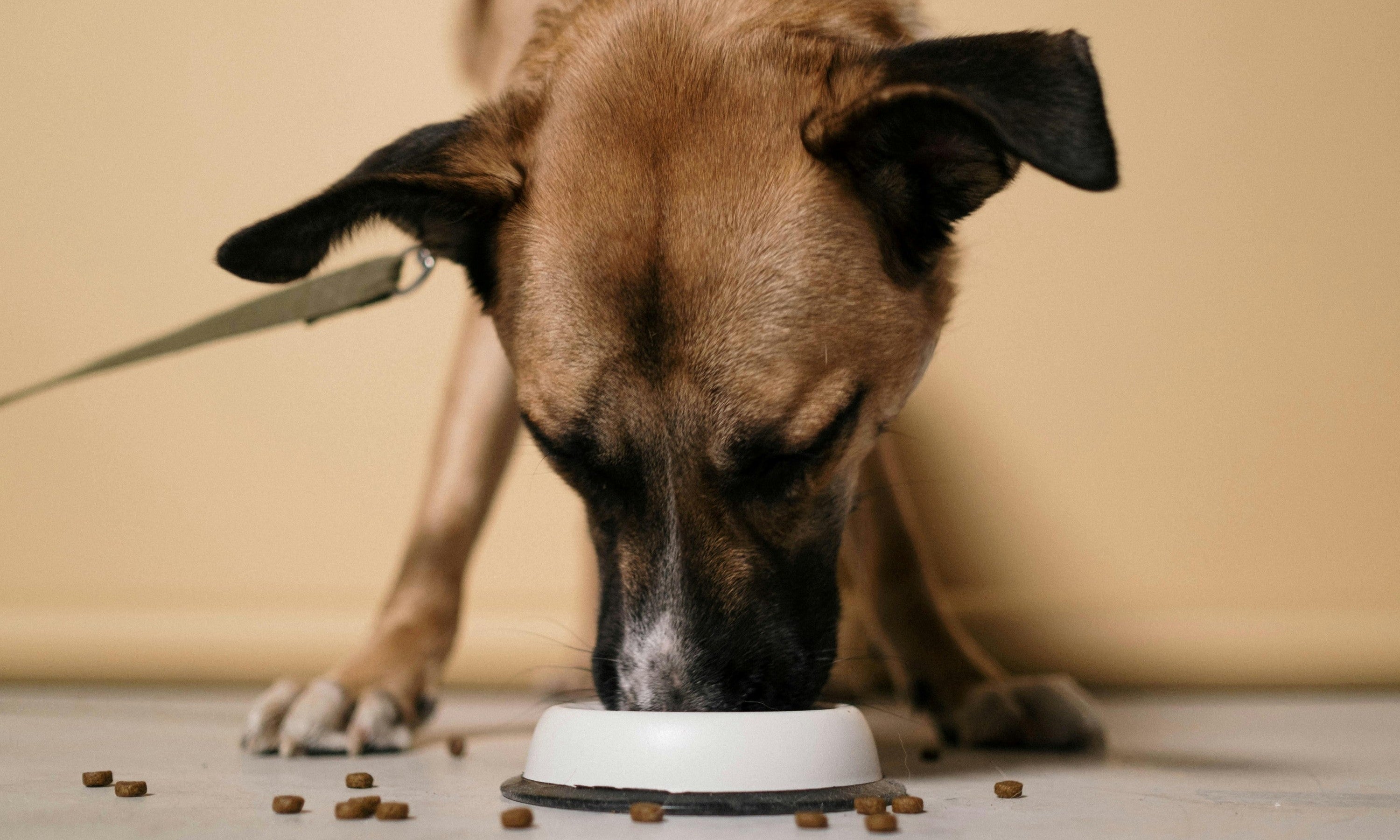 What are the Benefits of Chicken and Sweet Potato in Dog Food? - Skipper's Pet Products