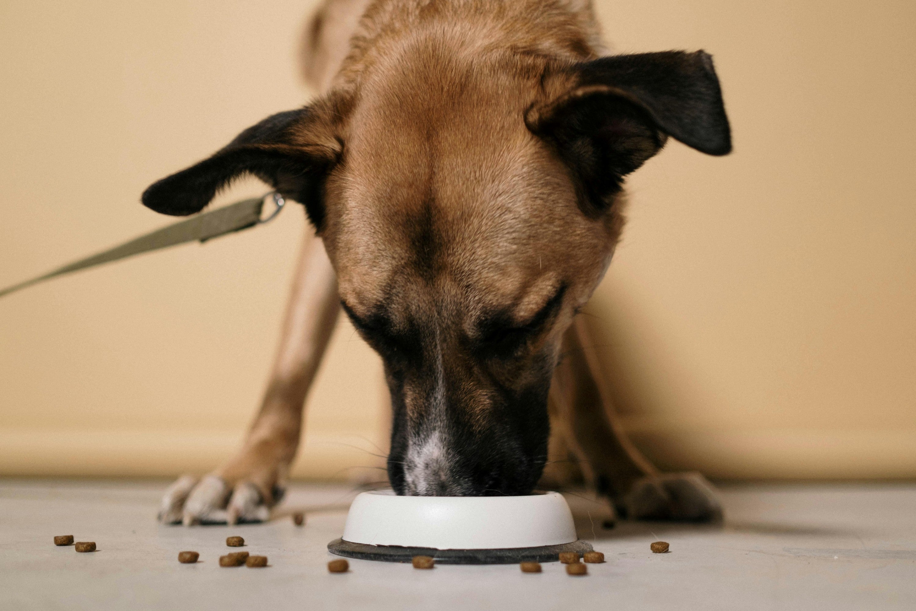 What are the Benefits of Chicken and Sweet Potato in Dog Food? - Skipper's Pet Products