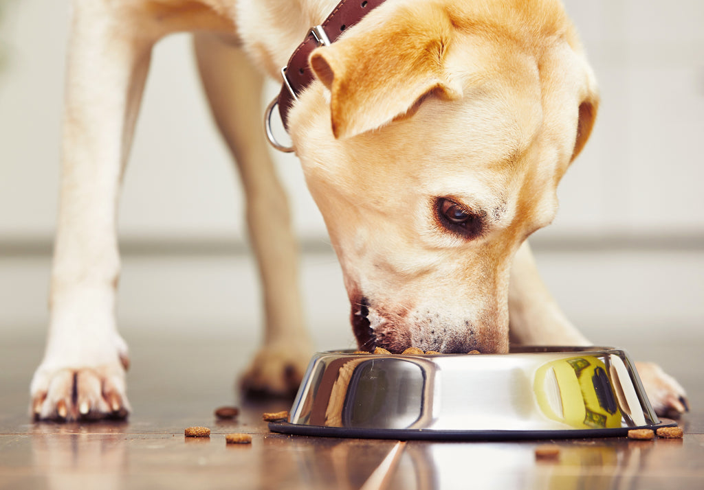 How to Maintain a Balanced Diet in Dogs?