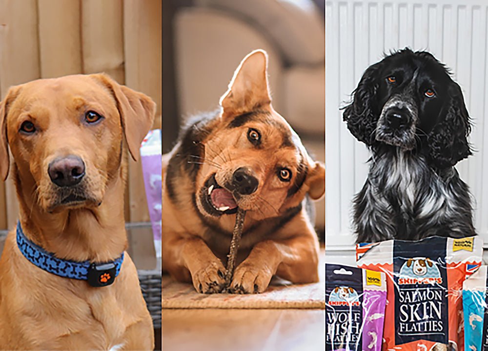 Which Flatties Should You Choose For Your Dog? - Skipper's Pet Products
