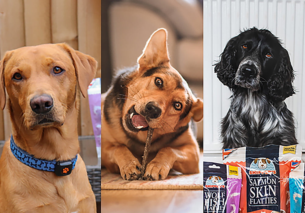 Which Flatties Should You Choose For Your Dog?