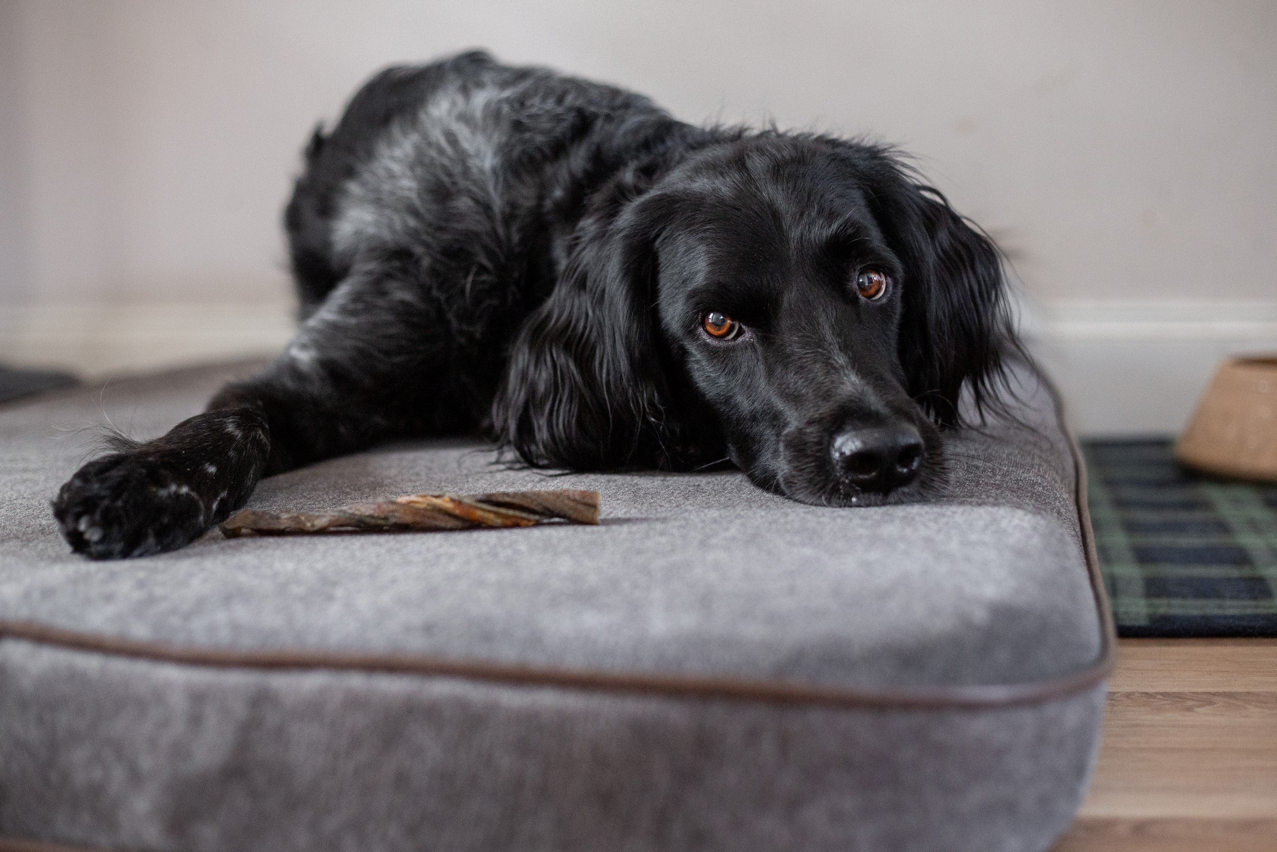 Why Do Dogs Hide Their Treats? | Dog Hiding or Burying Treats - Skipper's Pet Products