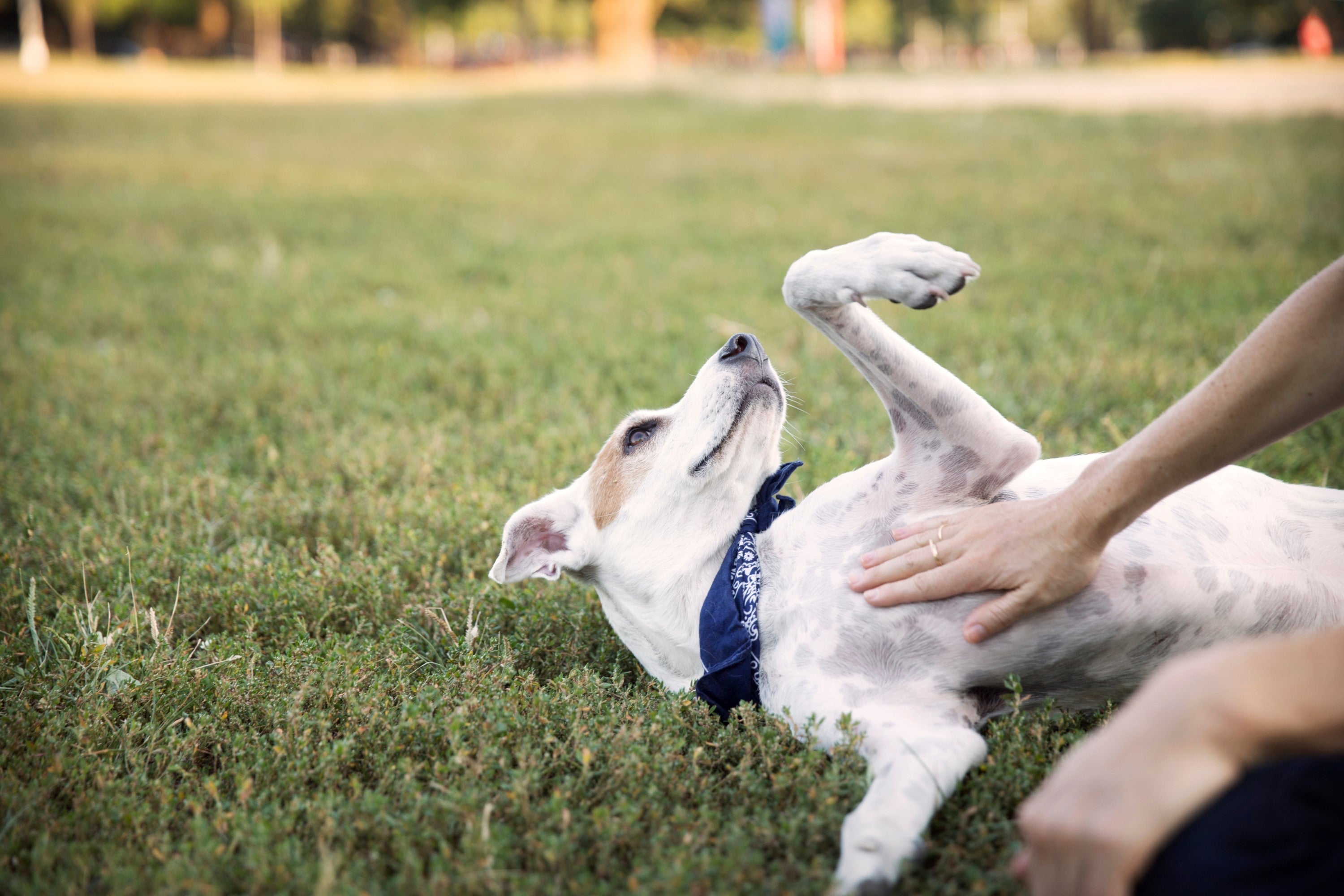 Why Do Dogs Like Belly Rubs? - Skipper's Pet Products