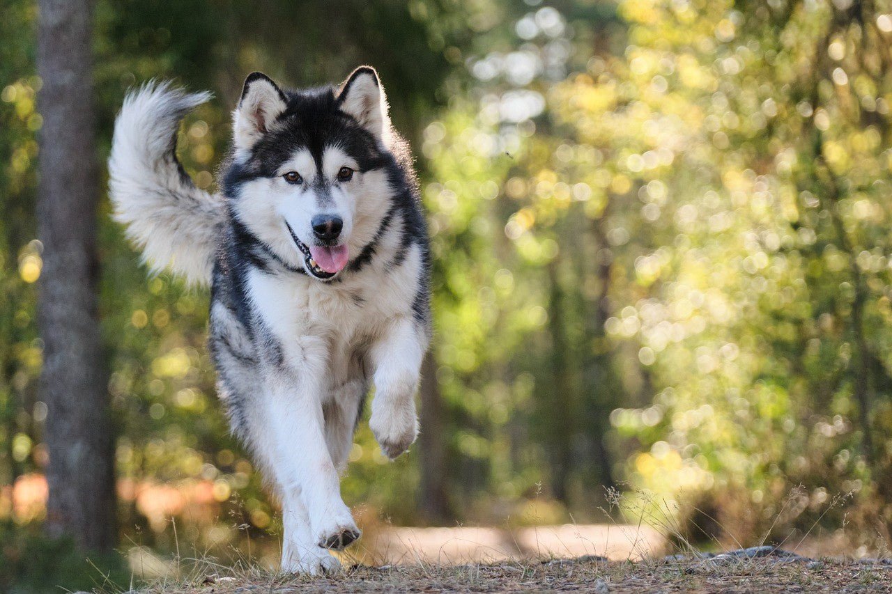 Why Do Dogs Wag Their Tails? - Skipper's Pet Products