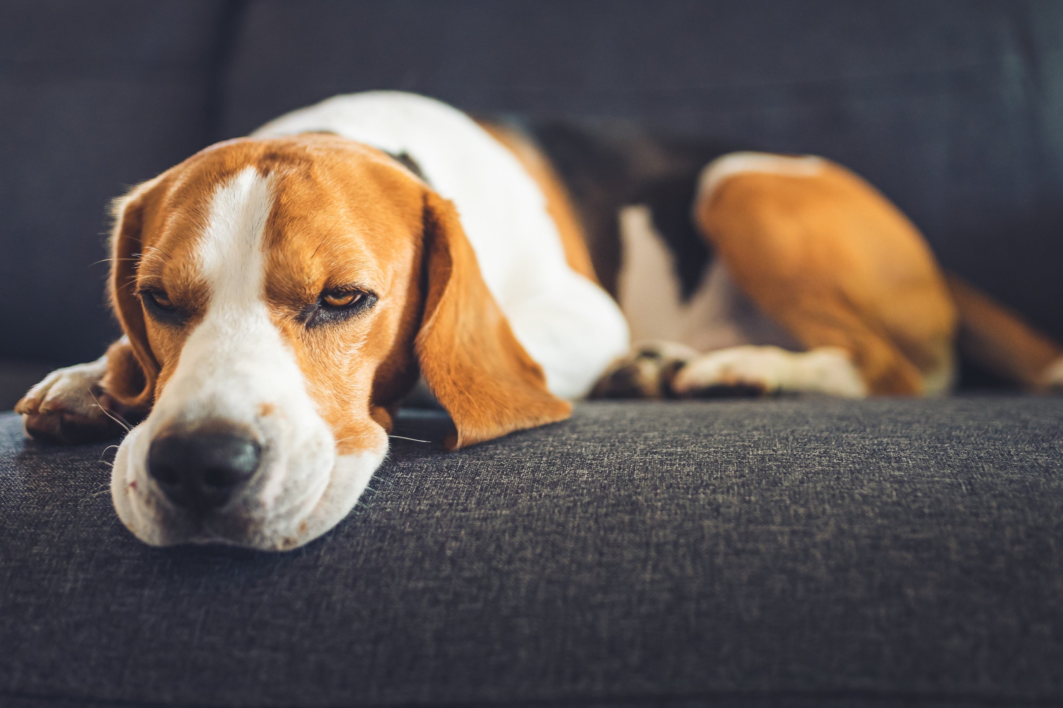 Why is My Dog Lethargic? | Causes & Treatments - Skipper's Pet Products
