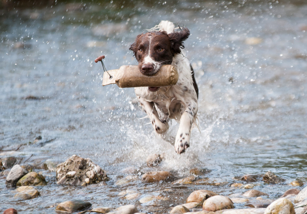 Working Dog's Diet: A Nutritional Guide