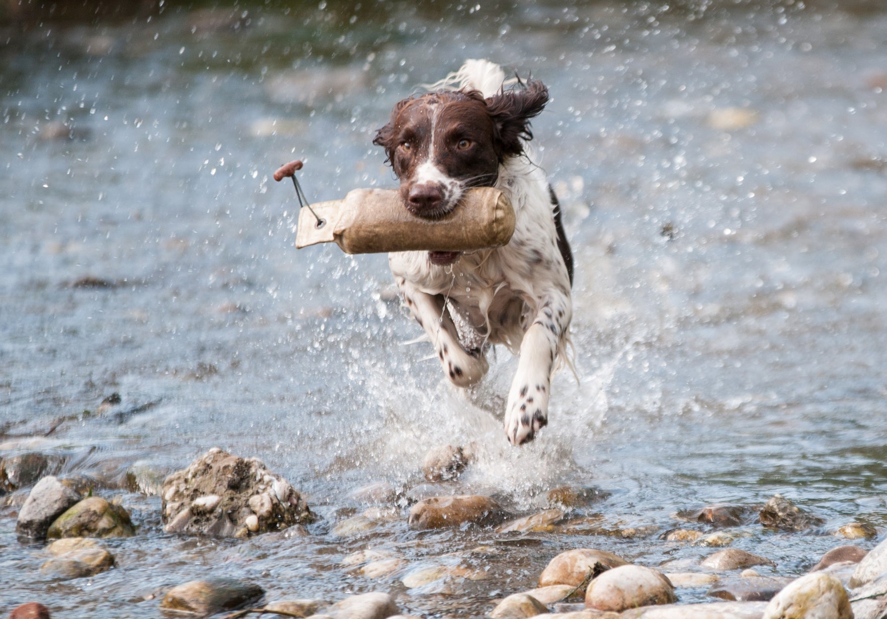 Dog holding something in it's mouth running through water.