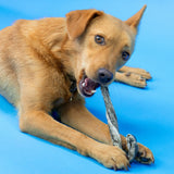 A dog lying on a bright blue background eating a Skipper's Fish Skin Candy Cane. 