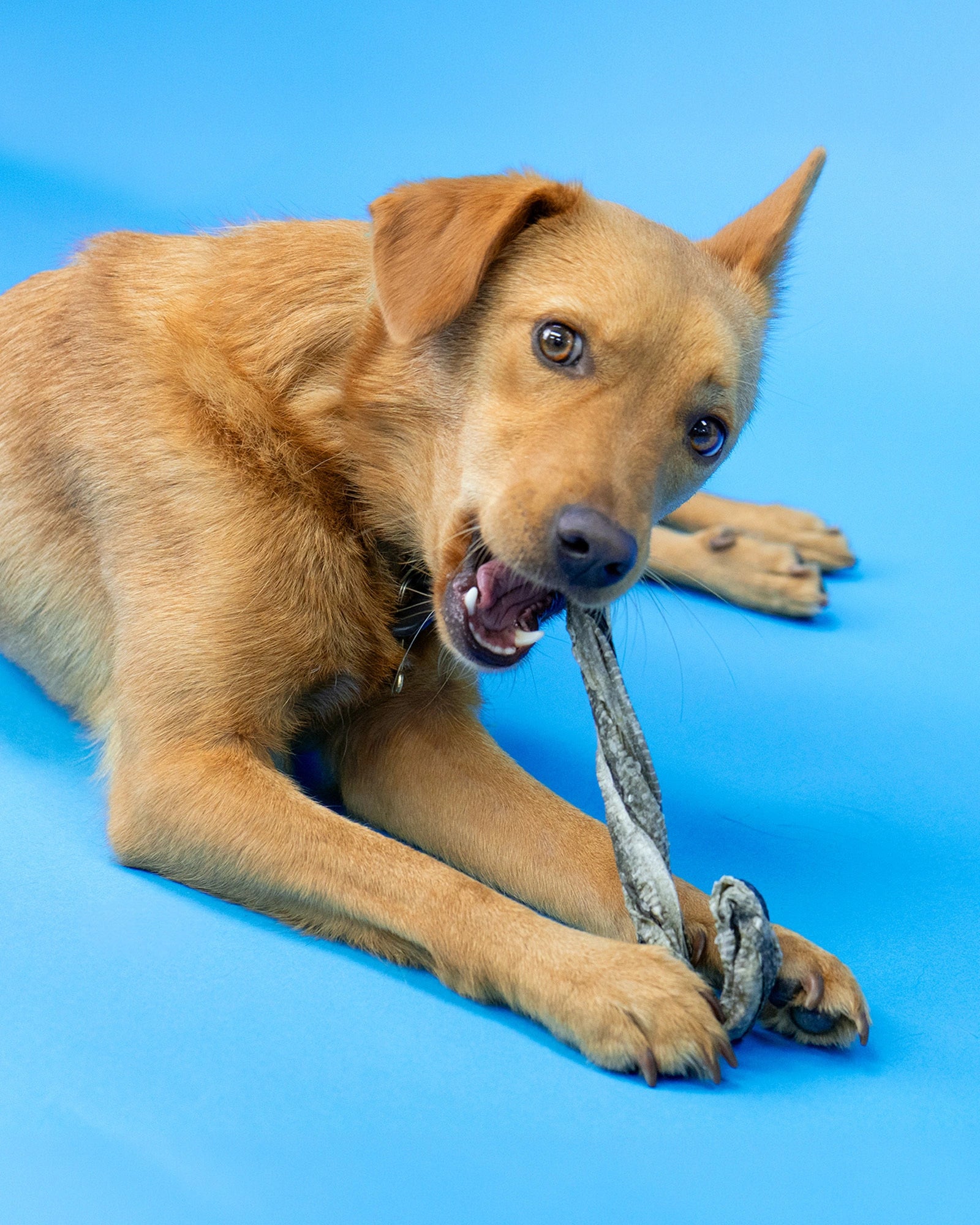 A dog lying on a bright blue background eating a Skipper's Fish Skin Candy Cane. 