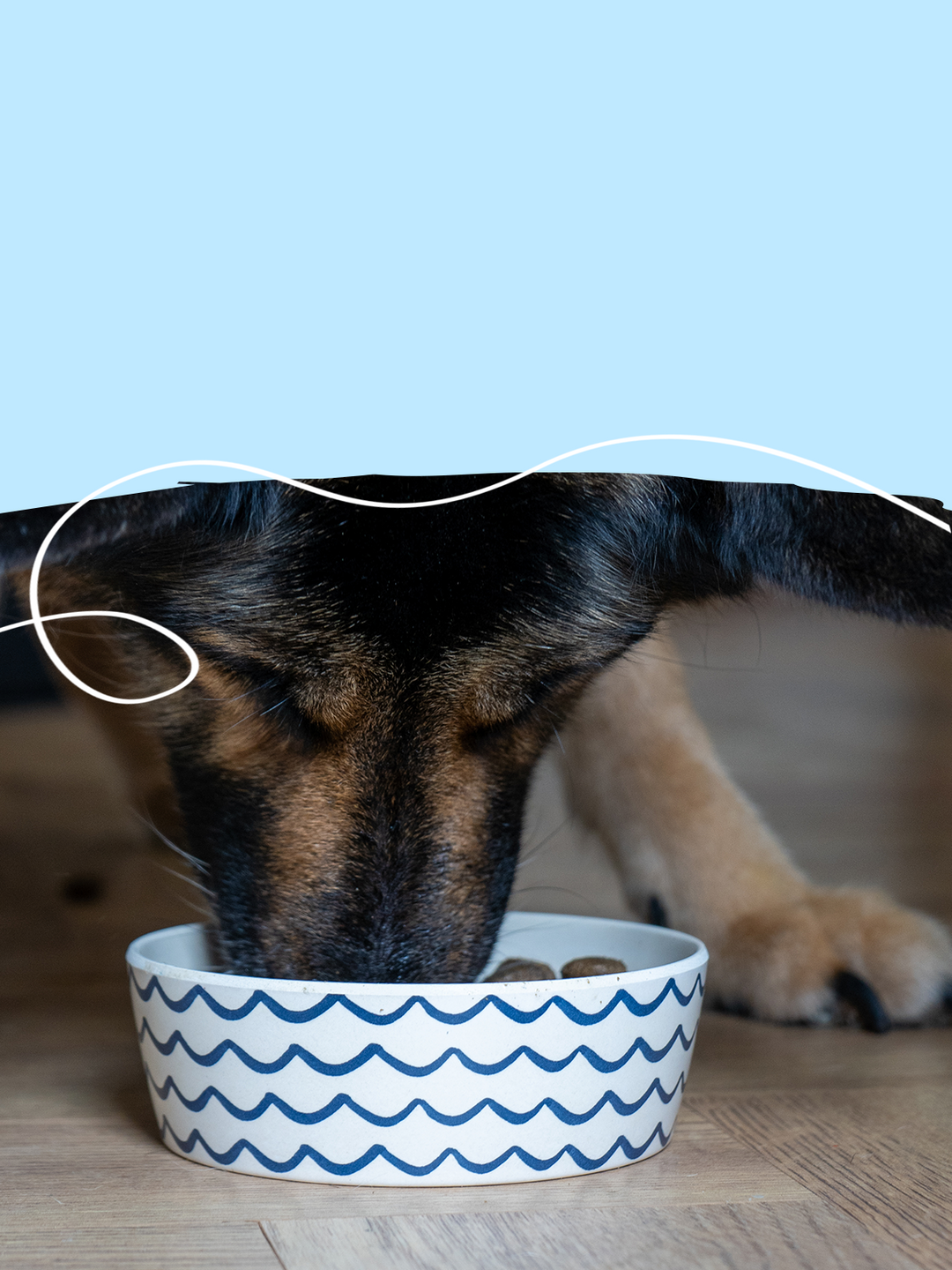 Grain Free Dog Food | Healthy Dog Food without Grains | Skipper's - Grain Free Dog Food With Snapper And Eggs
