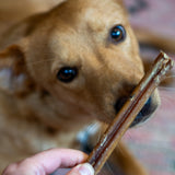 Bull Pizzle Sticks