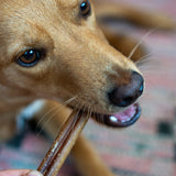 Bull Pizzle Sticks