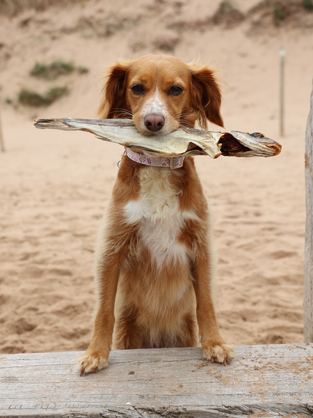Haddock Whole Dried Fish Skipper s Pet Products