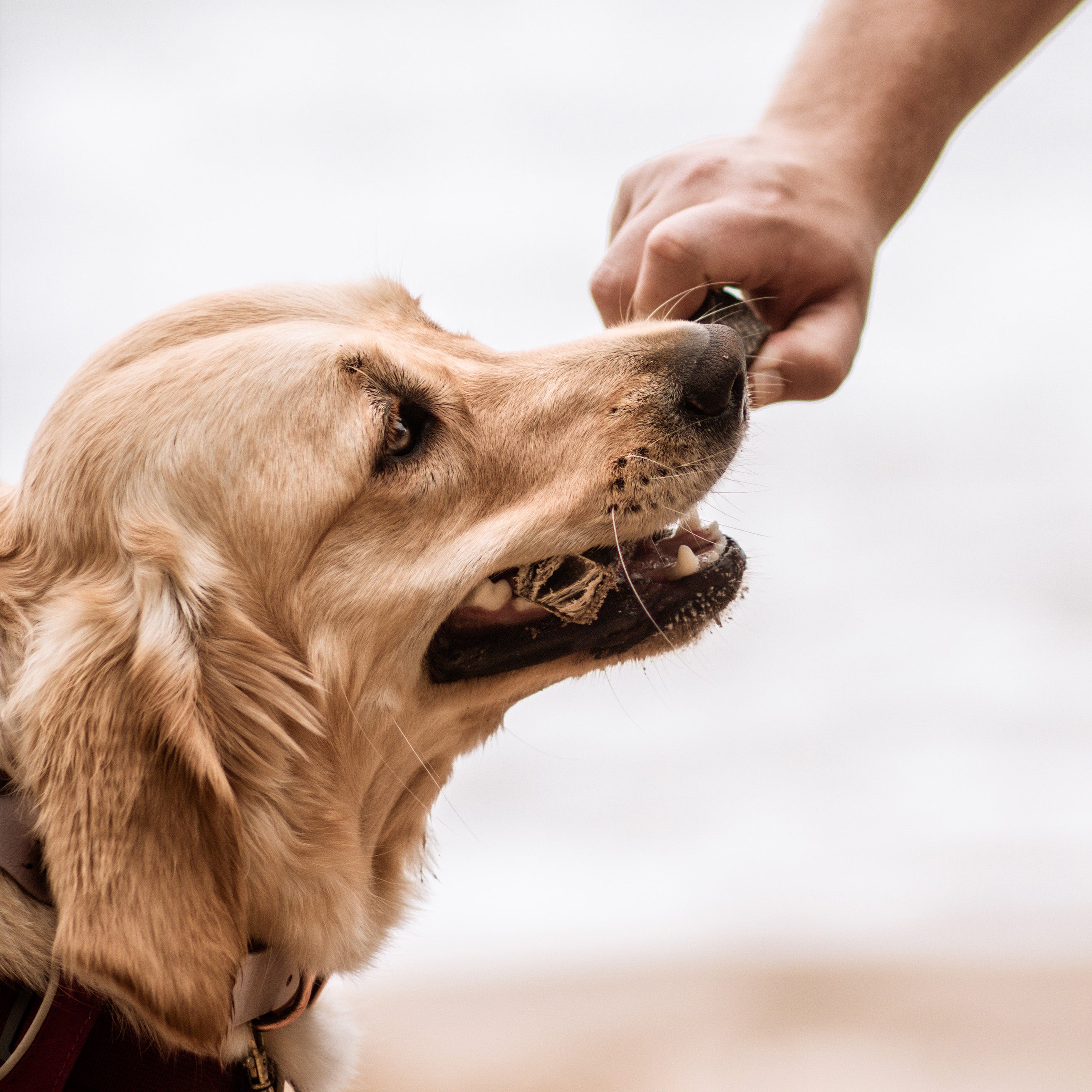 Retriever with Fish Skin Stick