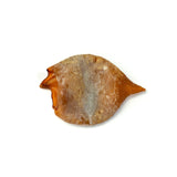 Baked Squid Bites - Skipper's Pet Products