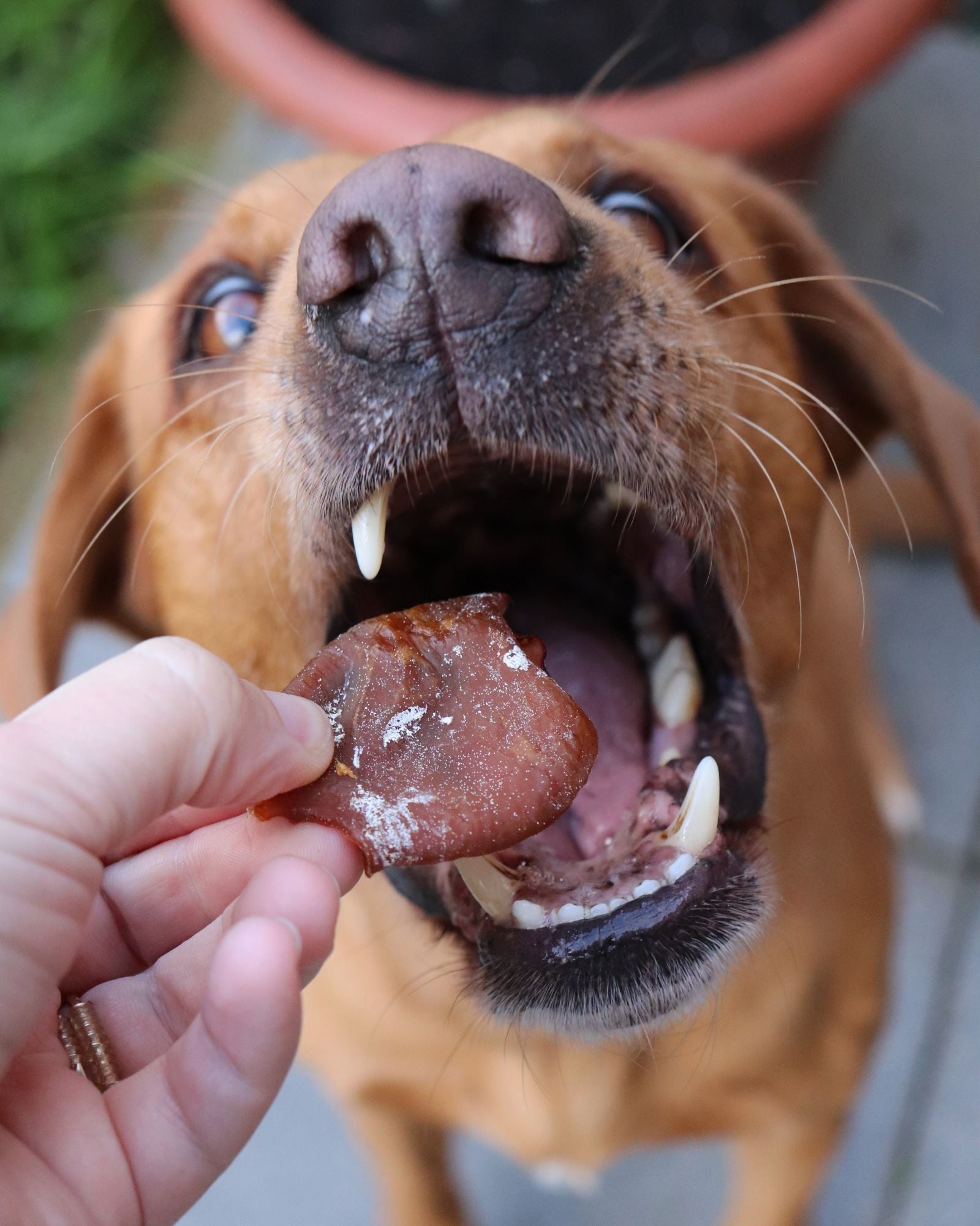 Baked Squid Bites - Skipper's Pet Products