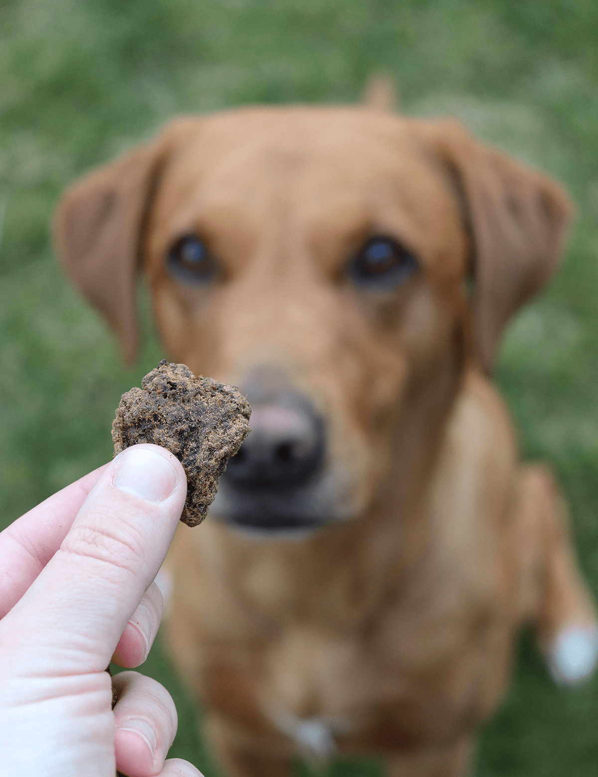 Beef Nuggets With Kelp - Skipper's Pet Products