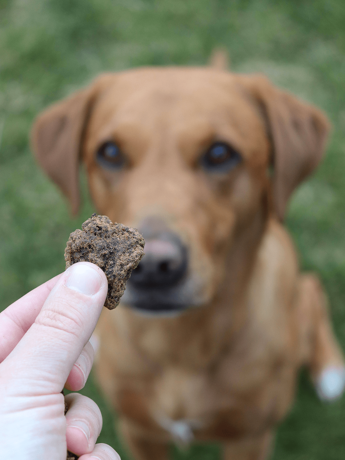 Beef Nuggets With Kelp - Skipper's Pet Products