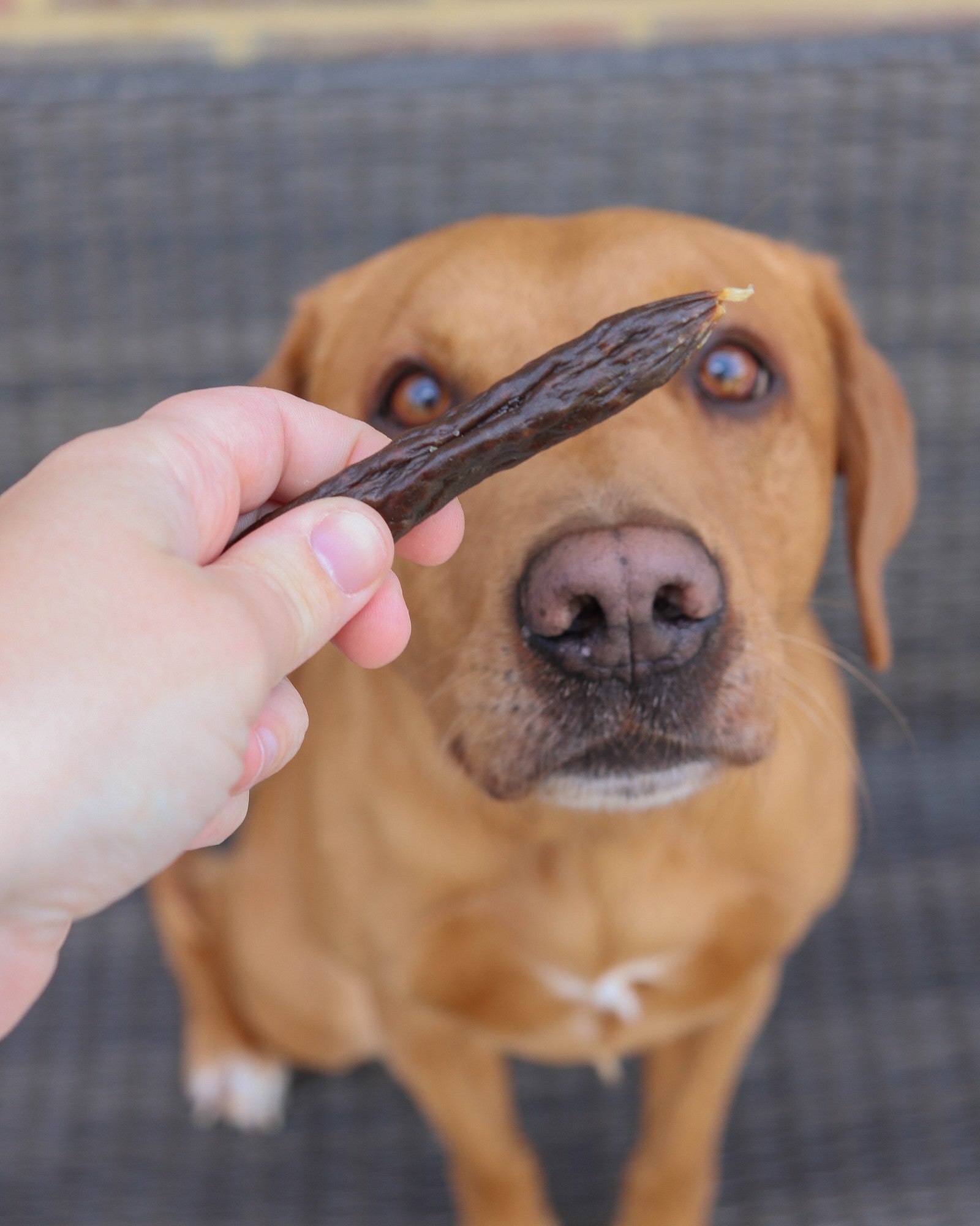 Beef with Carrot & Turmeric Sausages - Skipper's Pet Products