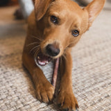 Bull Pizzle Sticks - Skipper's Pet Products