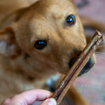 Bull Pizzle Sticks - Skipper's Pet Products