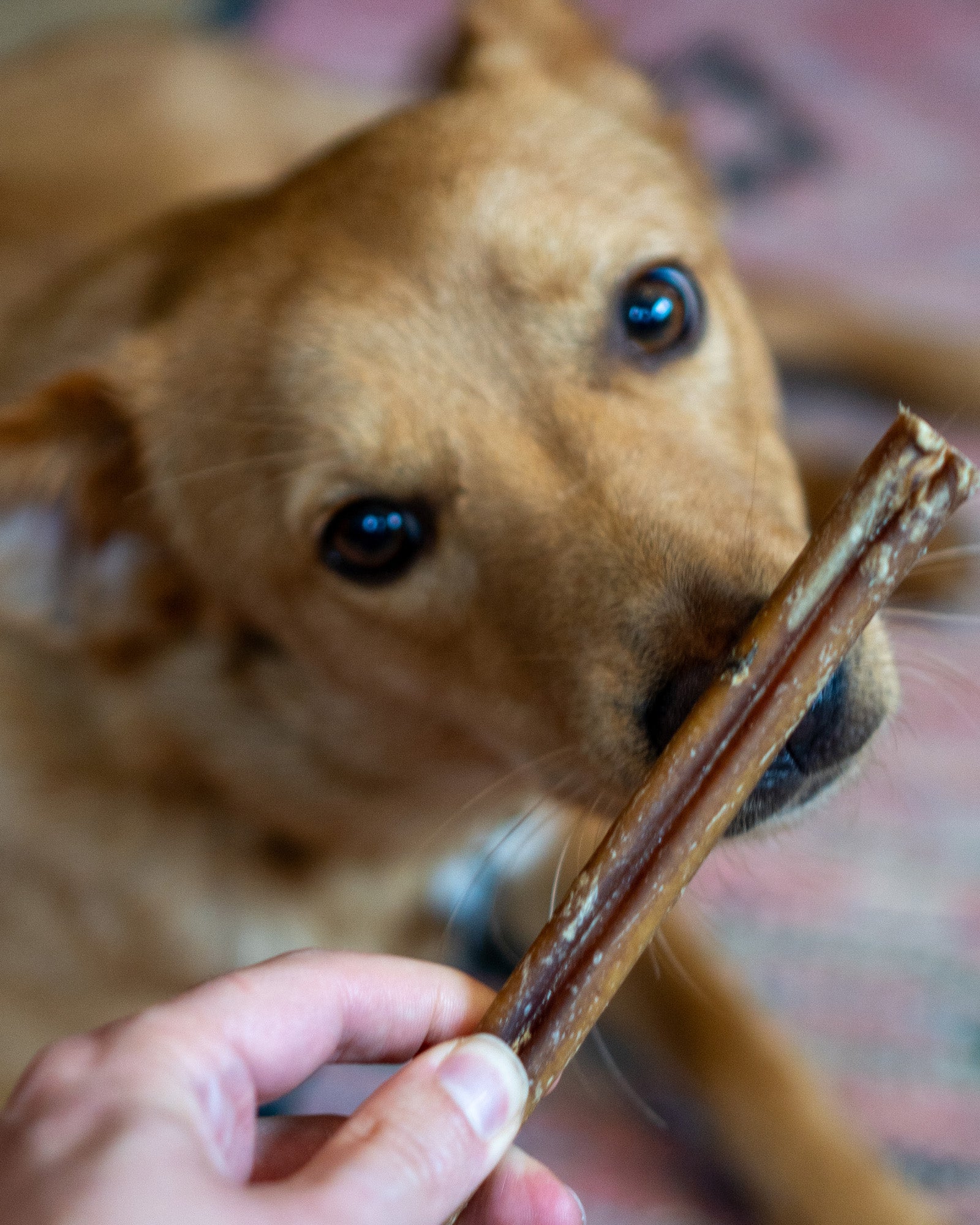 Bull Pizzle Sticks - Skipper's Pet Products