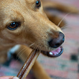 Bull Pizzle Sticks - Skipper's Pet Products