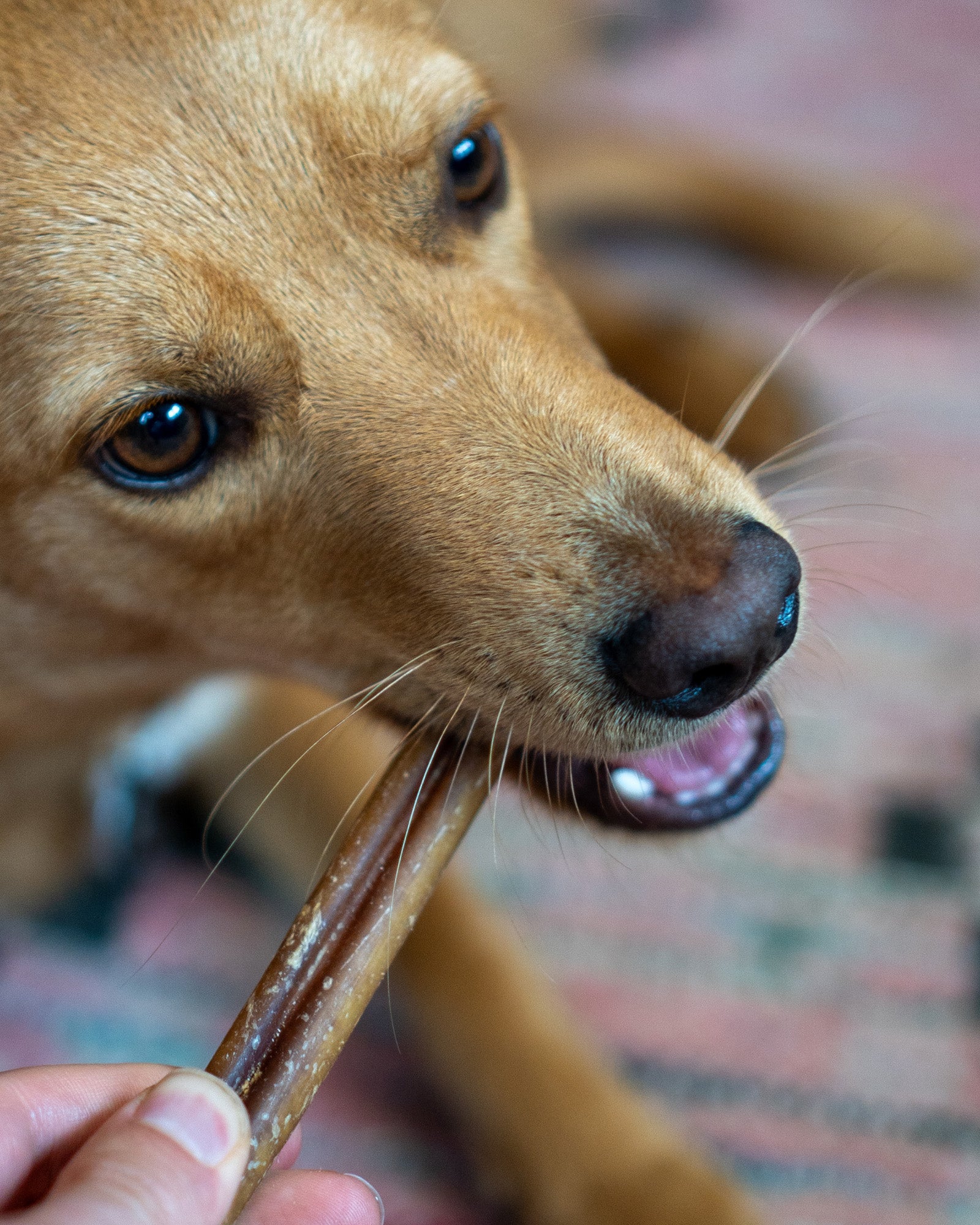 Bull Pizzle Sticks - Skipper's Pet Products