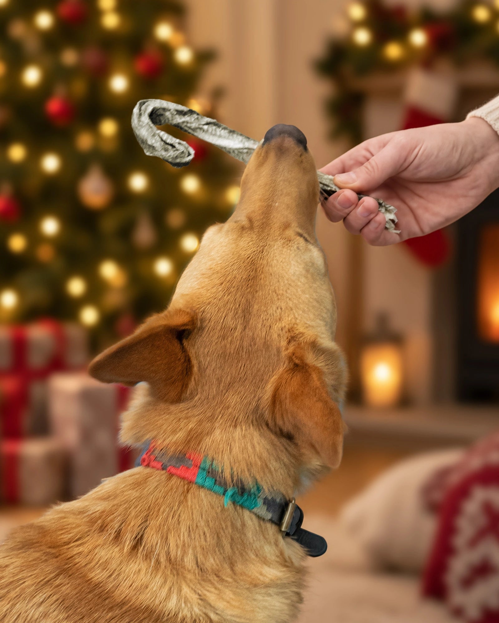 A dog holding a Skipper's Fish Skin Candy Cane in its mouth while a human hand offers another ornament, with a blurred Christmas tree and cosy indoor background.