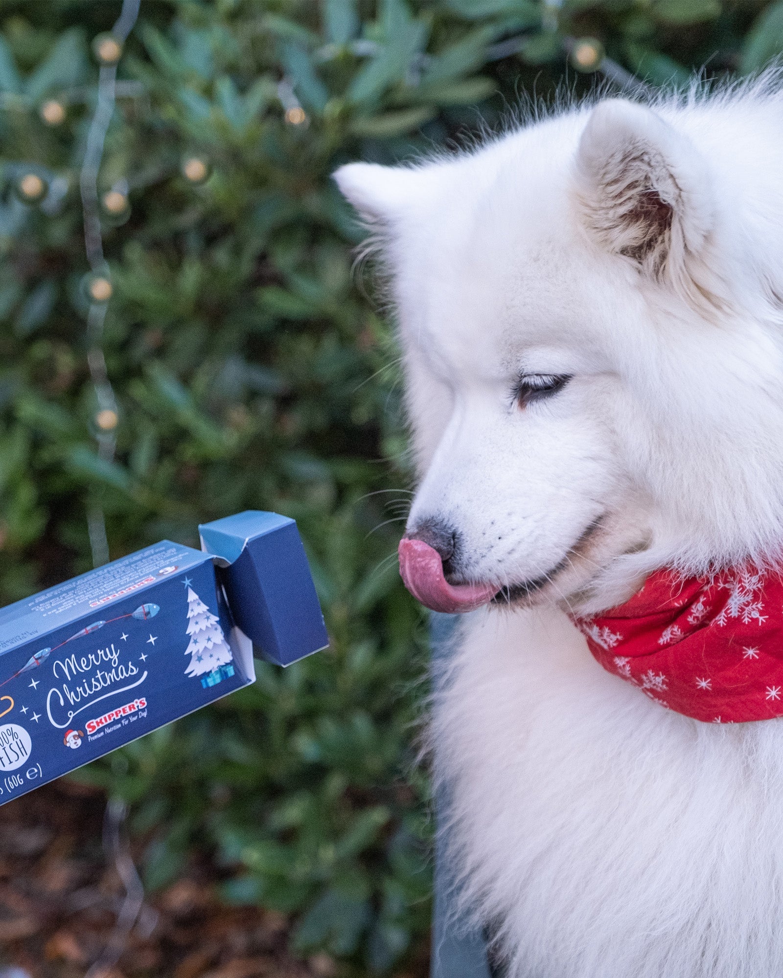 Christmas Cracker with Fish Skin Flatties - Skipper's Pet Products
