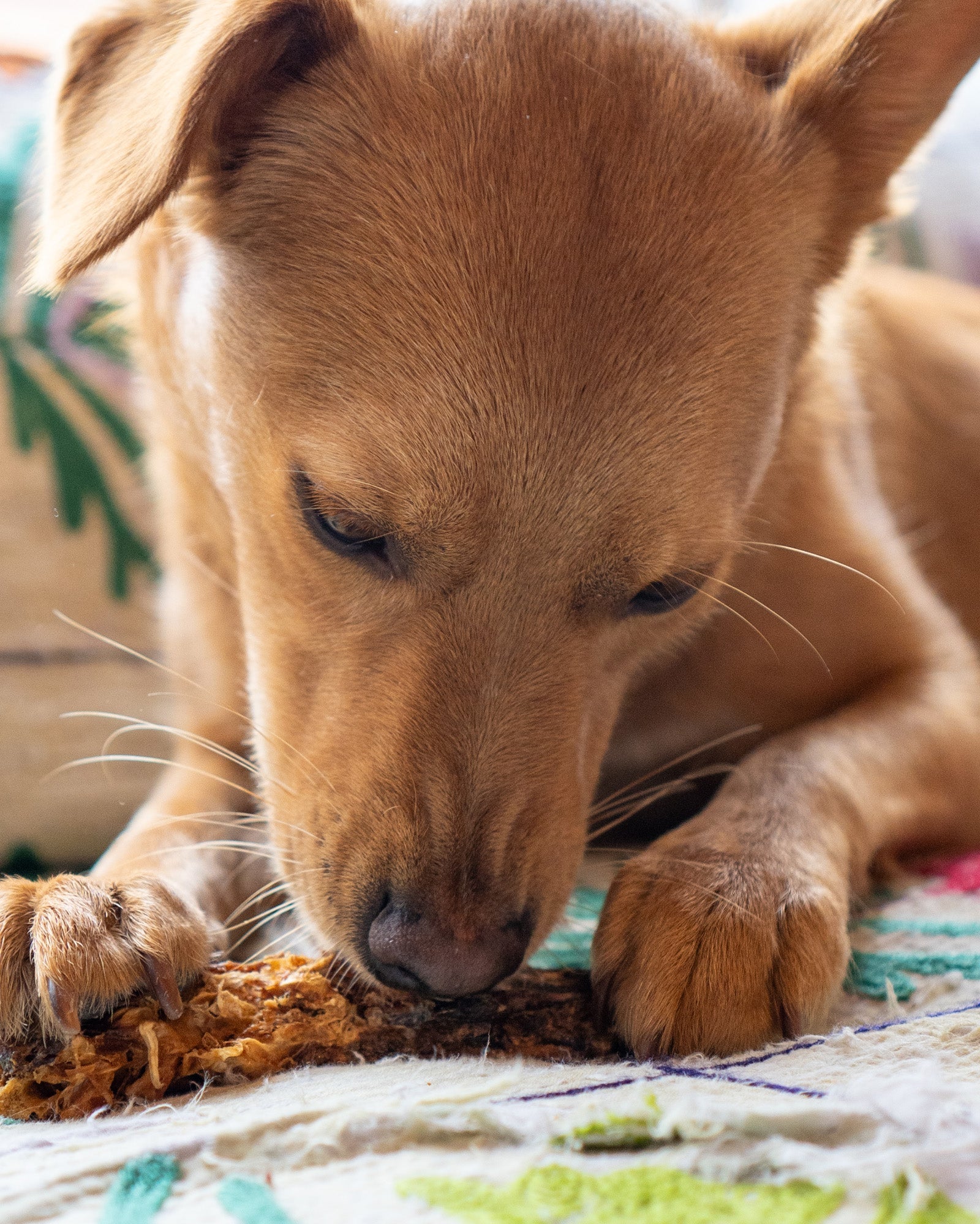 Duck Necks - Skipper's Pet Products