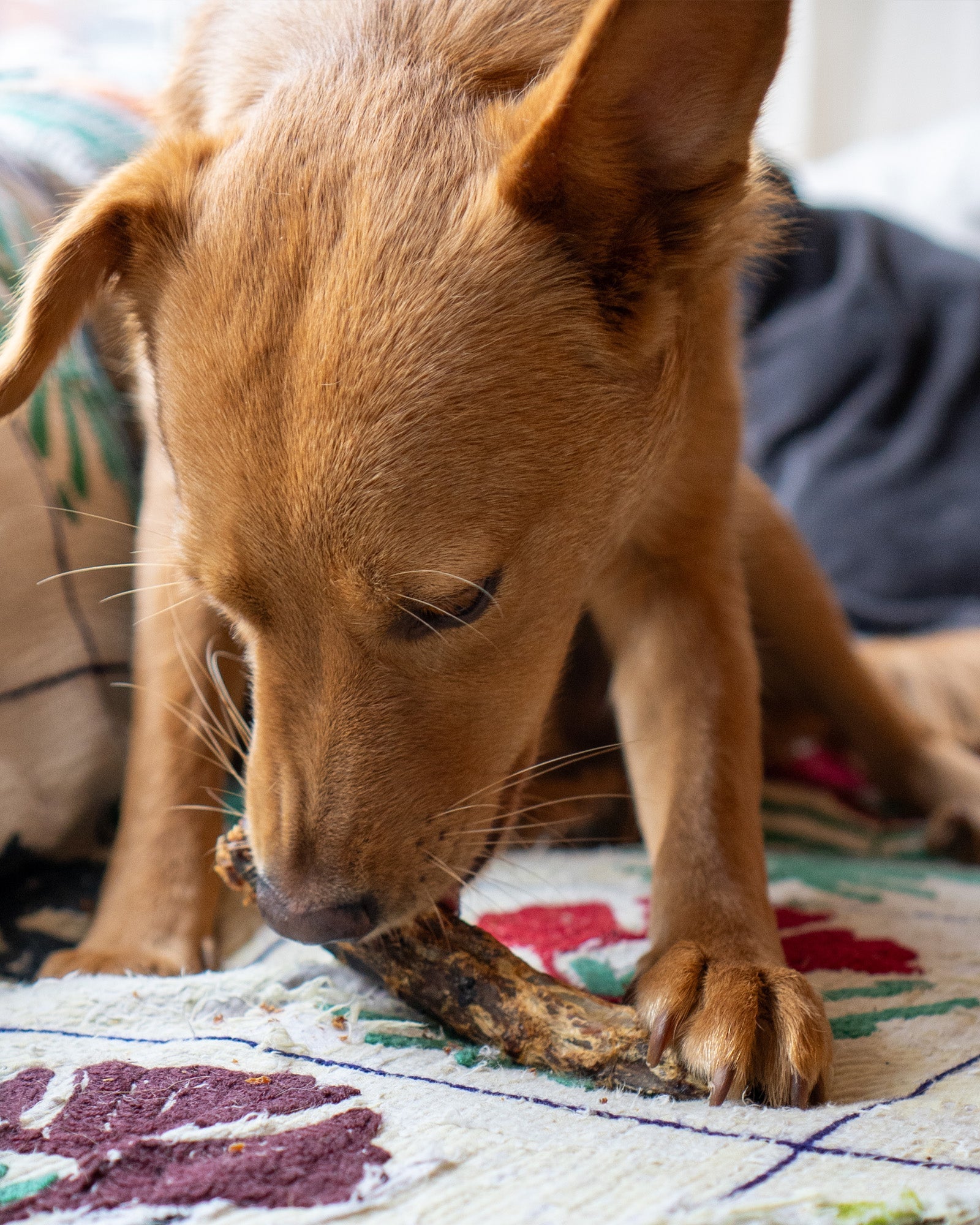 Duck Necks - Skipper's Pet Products
