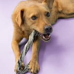 Fish Skin Candy Canes - Skipper's Pet Products