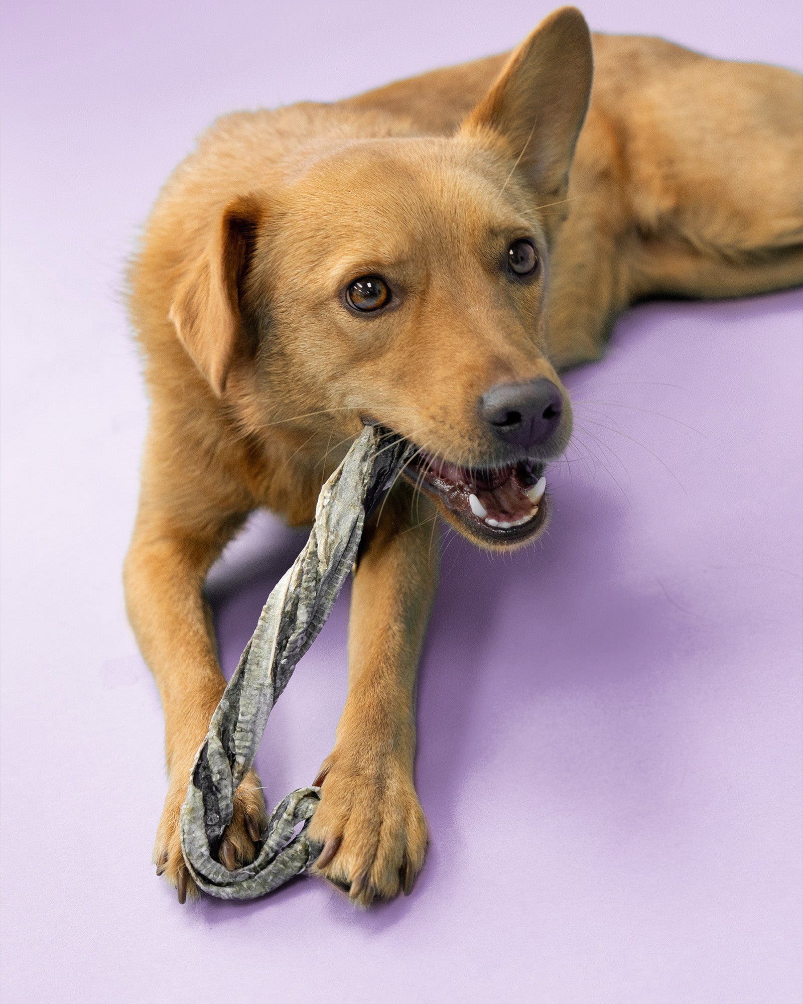 Fish Skin Candy Canes - Skipper's Pet Products