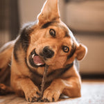 Fish Skin Flatties - Skipper's Pet Products