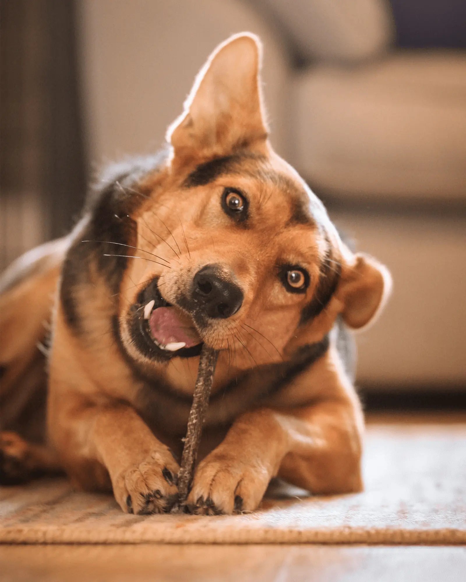 Fish Skin Flatties - Skipper's Pet Products