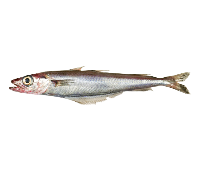 Blue whiting, an ingredient in Skipper's dog food